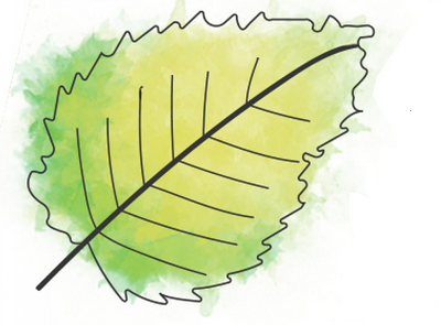 [Infographic] Dấu hiệu sức khỏe cây xanh từ màu lá ...