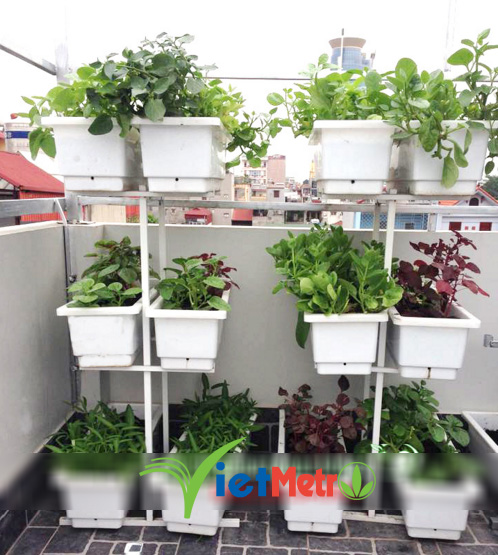 Kệ trồng rau 3 tầng đôi giúp bạn thêm không gian 