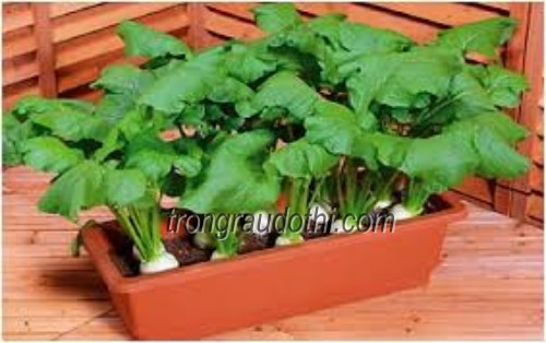 củ cải trắng trồng chậu