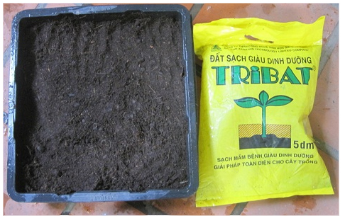 Sử dụng đất tribat trồng rau trong khay nhựa