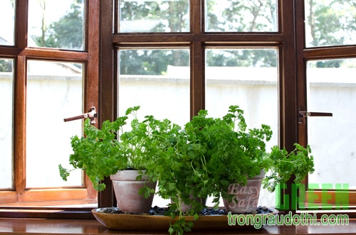 5 giải pháp trồng rau sạch cho nhà chật