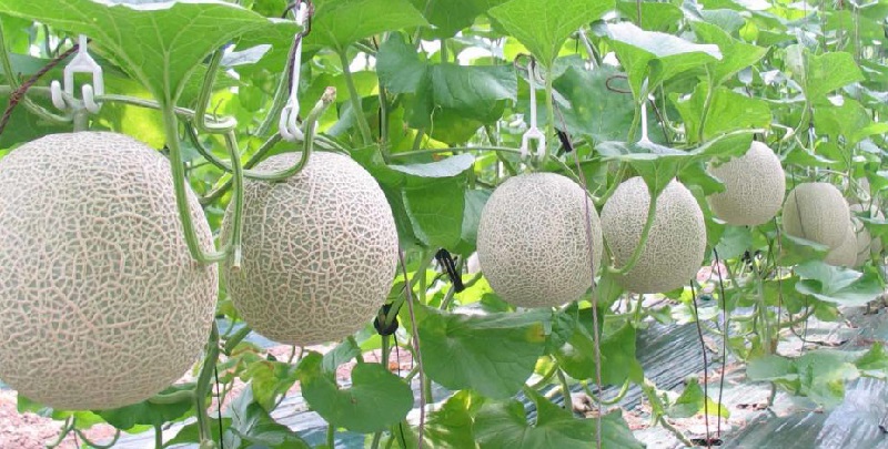 Kỹ thuật trồng dưa lưới bằng giá thể xơ dừa