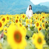 Hướng dương bạt ngàn và lộng lẫy trên đường Hồ Chí Minh