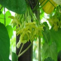 Trồng thiên lý trên sân thượng