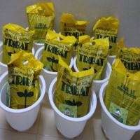 Cơ hội tuyệt vời để sở hữu chậu chùm ngây tại nhà