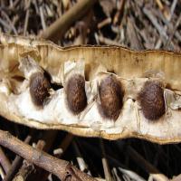 Hướng dẫn ươm hạt chùm ngây