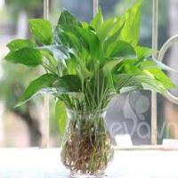 Những loại cây nội thất dễ chăm sóc trong ngôi nhà bạn