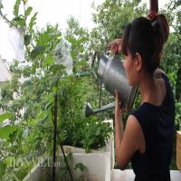 Hướng dẫn trồng rau sạch trên sân thượng
