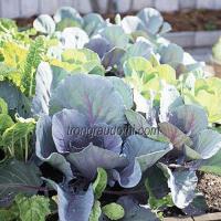 6 loại rau dễ trồng trong mùa lạnh