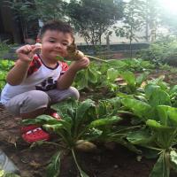 Diễn viên Lê Phương khoe vườn rau sạch cho cả nhà ăn không hết