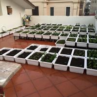 Chiêm ngưỡng vườn sân thượng kín 70 thùng rau sạch