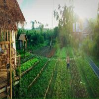 Mê mẩn nông trại sương mù gây sốt mạng xã hội Việt