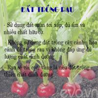 Kinh nghiệm trồng rau hay ho cho các nàng