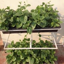 Trồng rau tại nhà