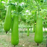 Hạt giống bầu lai F1