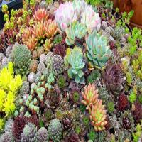 Cách trộn giá thể trồng cây sen đá