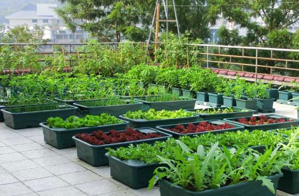 Vườn rau xanh tốt được trồng bằng khay chậu nhựa trồng rau sạch
