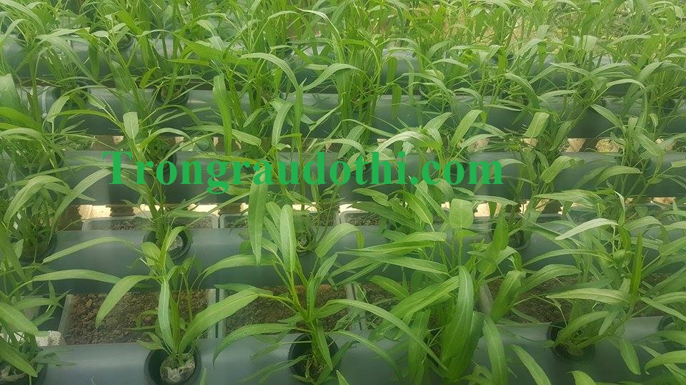 Những loại rau trồng thủy canh cho năng suất cao