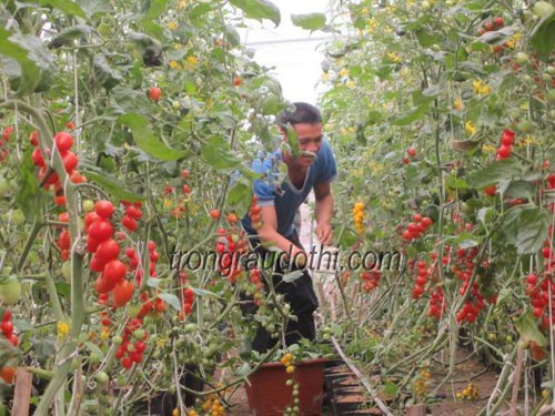 Bio-life trồng cà chua trên giá thể