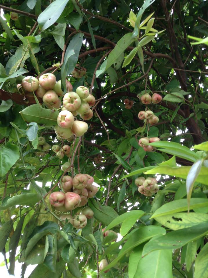 Cây roi (miền Nam gọi là mận) trĩu quả ngọt