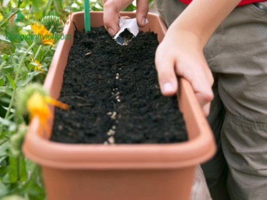 Đất trồng xà lách có thể dùng giá thể Tribat hoặc đất đóng túi nhiều dinh dưỡng