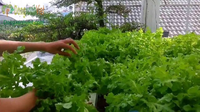 Cách trồng xà lách tại nhà