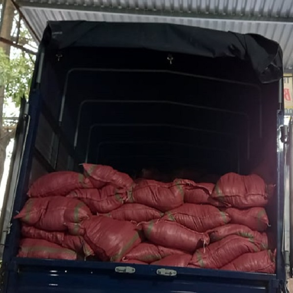 Khách hàng mua xơ dừa để trồng dưa lưới