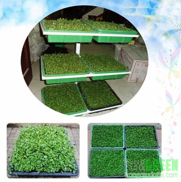 Kit trồng rau mầm 6 khay nhựa