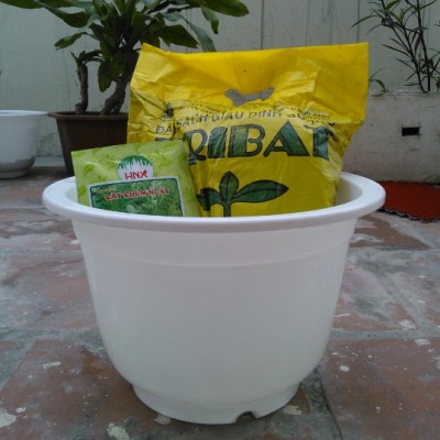 Set chậu chùm ngây - Ảnh 1