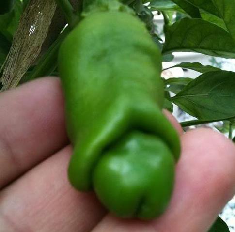 Hạt giống Set 5 hạt ớt Peter - Ảnh 1