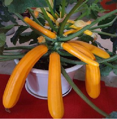 Hạt giống bí ngồi vàng - Ảnh 1