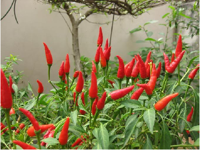 Hạt giống ớt chỉ thiên