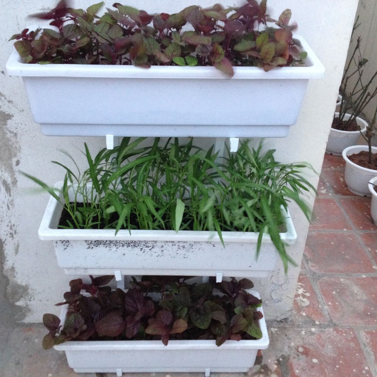 Kệ đỡ trồng rau 3 tầng - 3 chậu thông minh - Ảnh 1