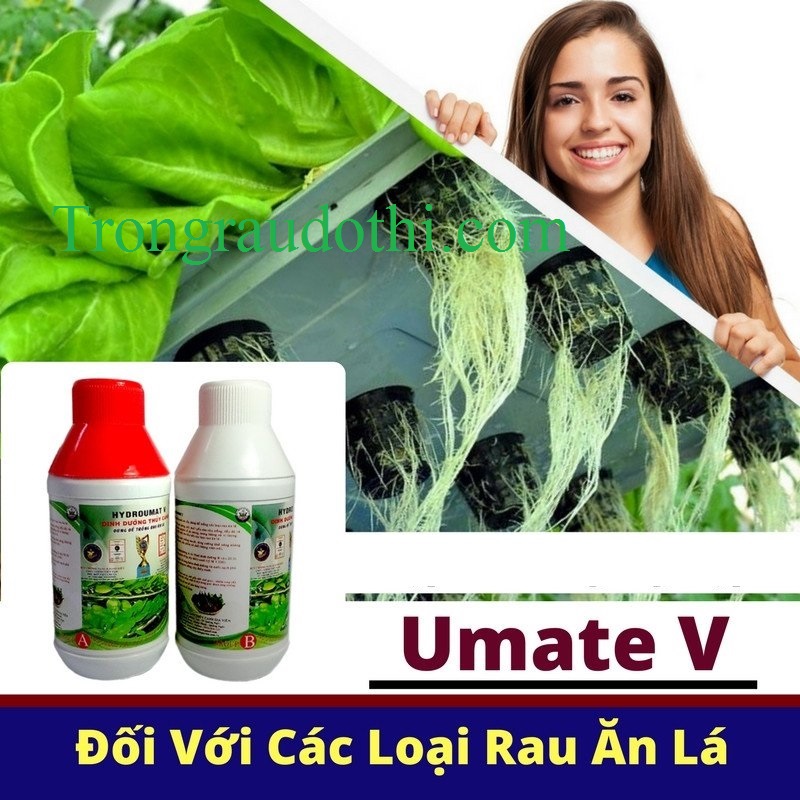 Dung dịch thủy canh rau ăn lá Hydro Umat V