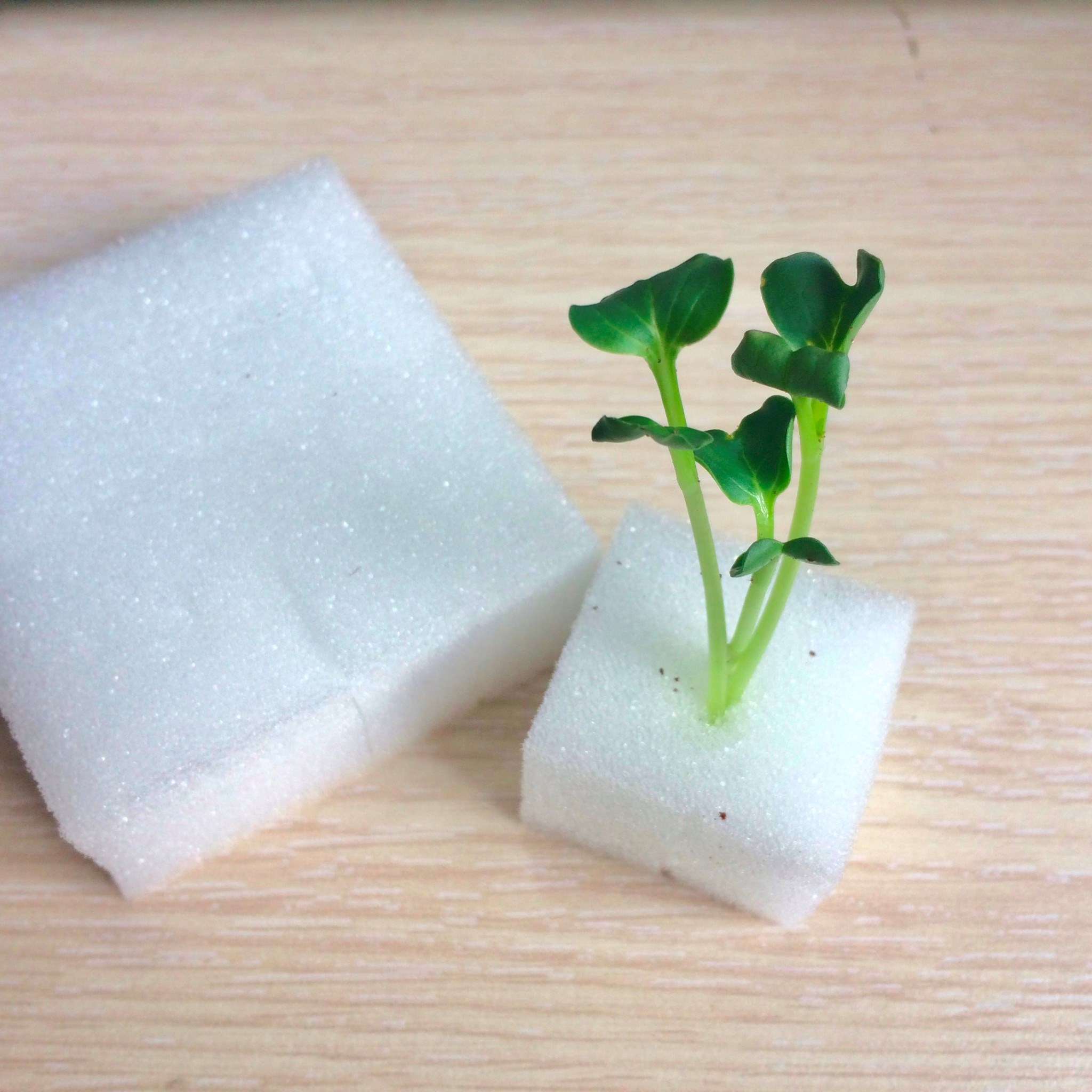 Mút xốp ươm hạt chuyên dụng - Ảnh 1