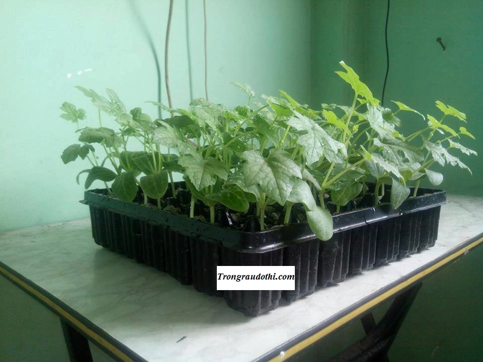 Vỉ ươm 49 lỗ chuyên dụng