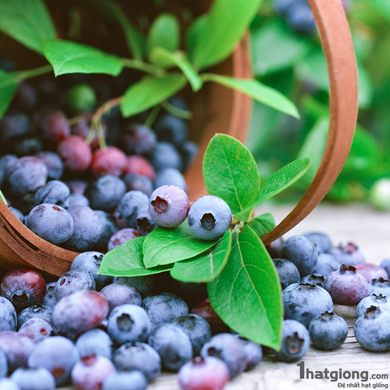 Hạt giống Việt Quất