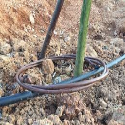 Dây tưới nhỏ giọt quấn gốc cây ăn trái 6mm có màng chống tắc rất bền