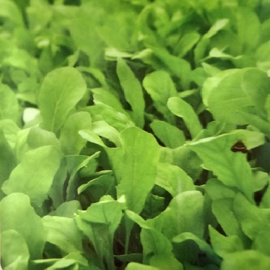 Hạt giống cải Rocket, xà lách rocket  vị cay nhẹ hương thơm đặc trưng - Ảnh 1