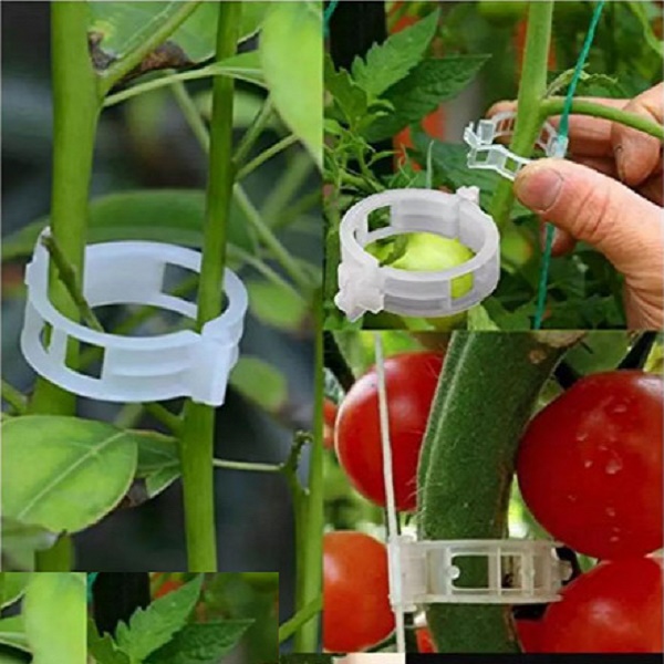 Kẹp giữ thân cây cà chua, nho, kẹp giữ cành các loại dây leo - Ảnh 1