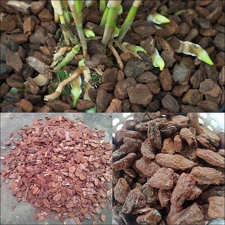 Vỏ thông trồng lan đã xử lý các kích cỡ 0.5-1cm, 1-2cm, 2-3cm, 3-4cm