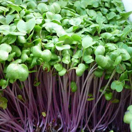 Hạt giống rau mầm cải ngọt đỏ