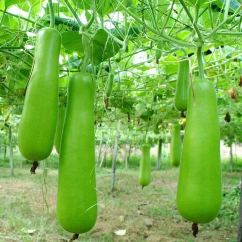 Hạt giống bầu lai F1 - Ảnh 1