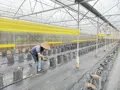 Bạt Chống Cỏ Dại Cao Cấp – Giải Pháp Diệt Cỏ Sinh Học Tăng Năng Suất Cây Trồng - Ảnh 6