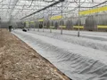 Bạt Chống Cỏ Dại Cao Cấp – Giải Pháp Diệt Cỏ Sinh Học Tăng Năng Suất Cây Trồng - Ảnh 8