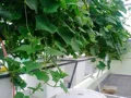 Thùng Nhựa Thủy Canh Trí Toàn – Giải Pháp Trồng Rau Ăn Quả Hiện Đại, Tiện Lợi - Ảnh 7