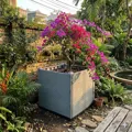 Chậu lắp ghép thông minh nhựa HDPE kích thước 100cm X 50cm X 55cm trồng rau sạch - Ảnh 2