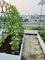 Chậu Nhựa Lắp Ghép HDPE 200x100x39cm – Chậu Trồng Rau Sân Thượng Kích Thước Lớn - Ảnh 4