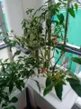 Dung Dịch Trồng Rau Thủy Canh Trí Toàn – Năng Suất Cao, Dễ Sử Dụng - Ảnh 4
