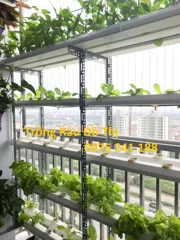 Giàn trồng rau thủy canh ban công 3M x 120 rọ trồng